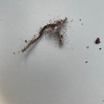 Aldığım Gofretin İçinden Yabancı Madde Çıktı