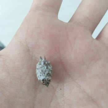 Çekirdek Paketinden Çıkan Diken Parçası Sağlık Riski Oluşturdu