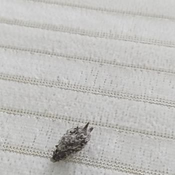 Çekirdek Paketinden Çıkan Diken Parçası Sağlık Riski Oluşturdu