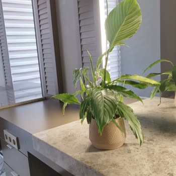 Görseldekiyle Alakasız Ve Eksik Çiçek Teslimatı