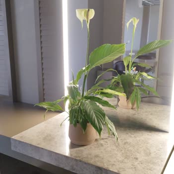 Görseldekiyle Alakasız Ve Eksik Çiçek Teslimatı