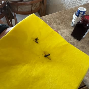 Çocuklu Aileler İçin Güvenlik Ve Hijyen Sorunları Yaşadık