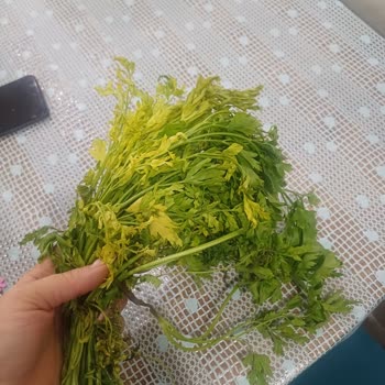 Eki aç