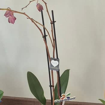 Sipariş Edilen Ve Teslim Edilen Çiçek Arasında Büyük Fark Yaşadım