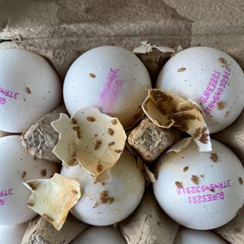 Küflü Ve Kurtlu Yumurta Skandalı: Migros Sorumsuzluğu