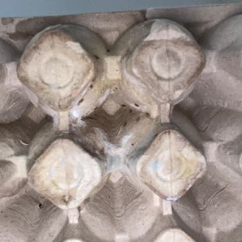 Küflü Ve Kurtlu Yumurta Skandalı: Migros Sorumsuzluğu