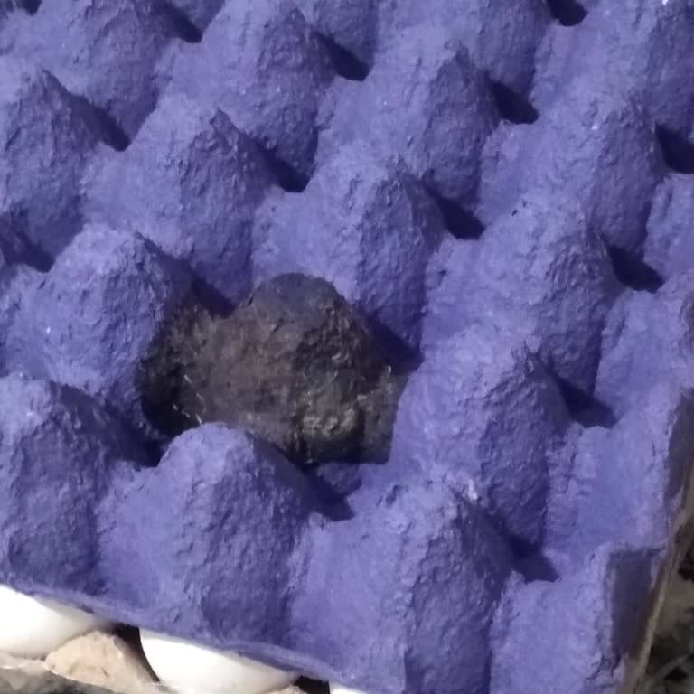 Satın Aldığım Yumurtalar Bozuk Ve Kötü Kokulu Çıktı