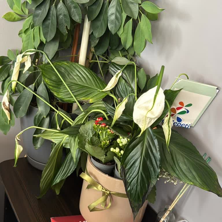 Siparişimde Ölü Çiçek Gönderildi Çözüm Sunulmadı