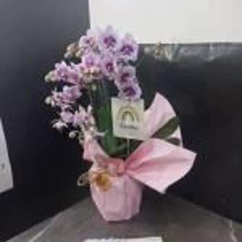 Siparişimde Yanlış Renk Orkide Ve Müşteri Temsilcisinin Olumsuz Tavrı