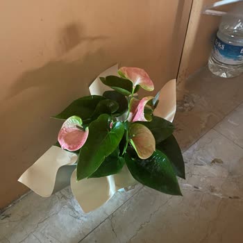 Yanlış Ürün Gönderildi, İade Ve Para Talebim Günlerdir Çözülmüyor