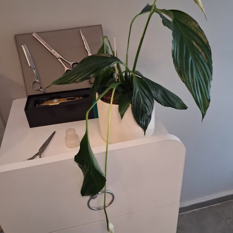 Sıcak Hava Nedeniyle Solan Çiçekler İçin Mağduriyetim Giderilmedi