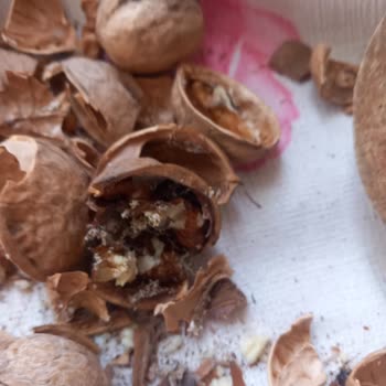 Aldığım Cevizler Küflü Ve Kurtlu Çıktı, Müşteri Hizmetlerinden Dönüş Yok