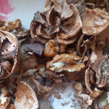 Aldığım Cevizler Küflü Ve Kurtlu Çıktı, Müşteri Hizmetlerinden Dönüş Yok