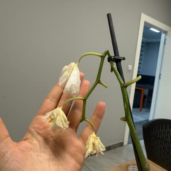 Doğum Günü İçin Gönderilen Çiçekler Çürük Ve Kusurlu Teslim Edildi