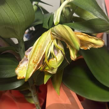 Doğum Günü İçin Gönderilen Çiçekler Çürük Ve Kusurlu Teslim Edildi