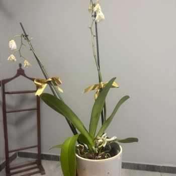 Doğum Günü İçin Gönderilen Çiçekler Çürük Ve Kusurlu Teslim Edildi