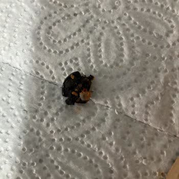 Pizzadan Çıkan Zeytin Çekirdeği Dişimi Kırdı