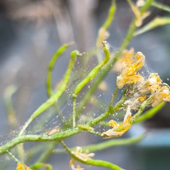 Grow Sanat Neemazal Ürünün Hiçbir Etkisini Göremedim!