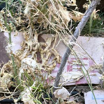 Grow Sanat Neemazal Ürünün Hiçbir Etkisini Göremedim!