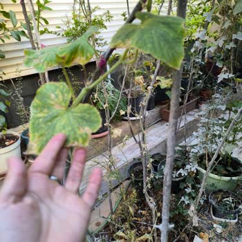 Grow Sanat Neemazal Ürünün Hiçbir Etkisini Göremedim!