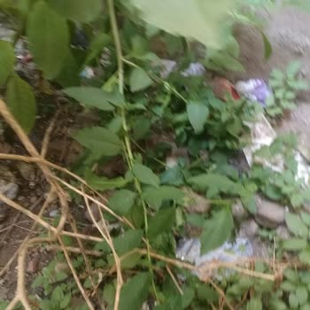 Yan Binadan Atılan Çöpler Yüzünden Bahçemde Sürekli Kirlilik Ve Sağlık Sorunları Yaşıyorum