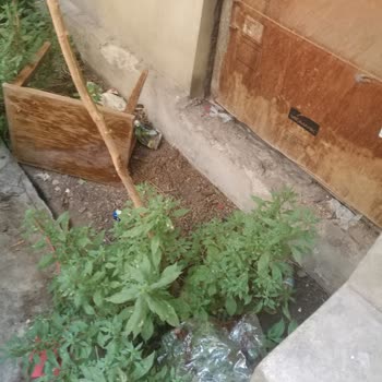 Yan Binadan Atılan Çöpler Yüzünden Bahçemde Sürekli Kirlilik Ve Sağlık Sorunları Yaşıyorum