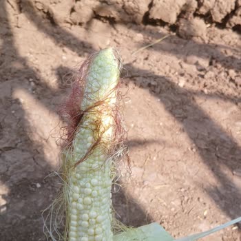 Corteva Mısır Tohumunda Koçan Olgunlaşmama Ve Verim Kaybı Yaşadım