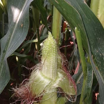 Corteva Mısır Tohumunda Koçan Olgunlaşmama Ve Verim Kaybı Yaşadım
