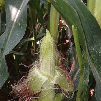 Corteva Mısır Tohumunda Koçan Olgunlaşmama Ve Verim Kaybı Yaşadım