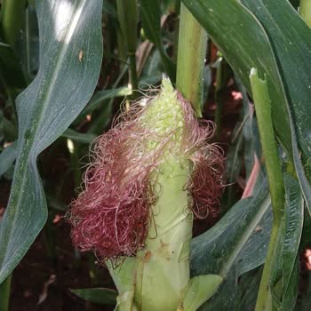 Corteva Mısır Tohumunda Koçan Olgunlaşmama Ve Verim Kaybı Yaşadım