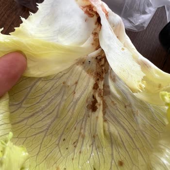 Çürük Malzeme Ve Eksik İade: Siparişimde Çifte Hayal Kırıklığı