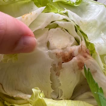 Çürük Malzeme Ve Eksik İade: Siparişimde Çifte Hayal Kırıklığı