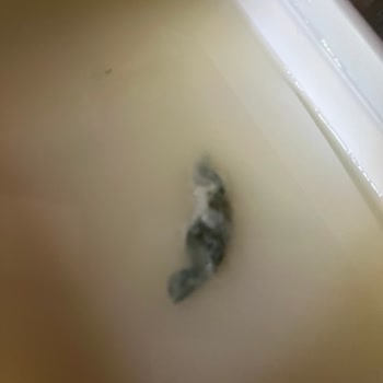 Süzme Peynirde Ambalaj Açıldığında Küf Sorunu