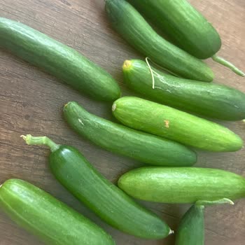 Migros Hemen'den Gelen Salatalık Hayal Kırıklığına Uğrattı