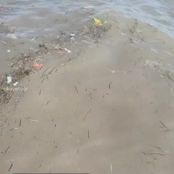 Didim Belediyesi Çöpler Toplanmıyor, Deniz Leş Gibi!