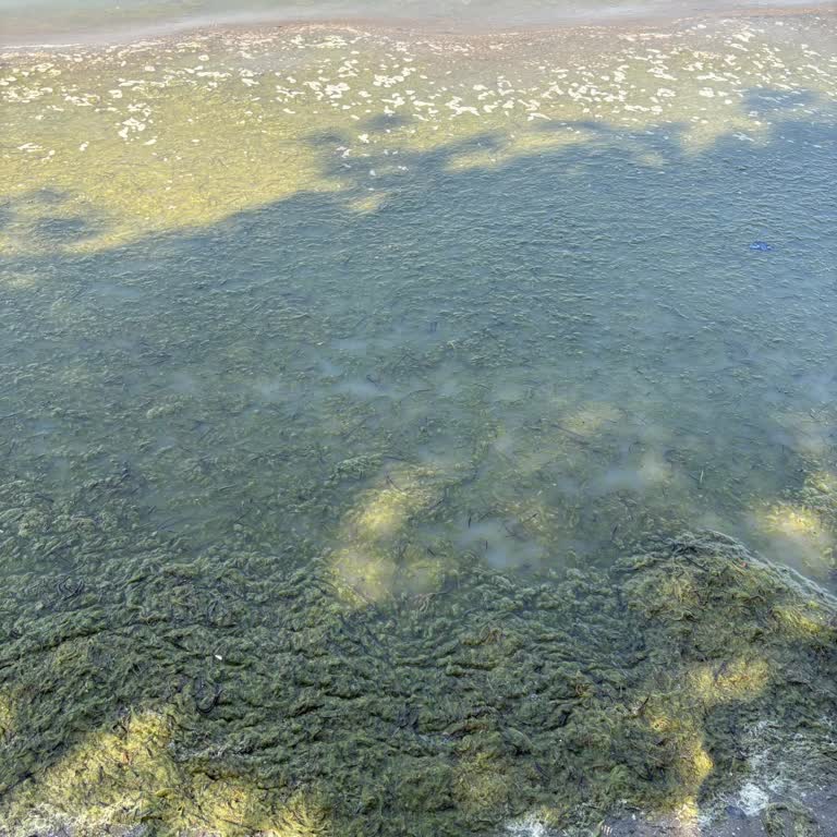 Ücretli Plajda Temizlik Eksikliği Ve Yosun Sorunu Hayal Kırıklığı Yarattı