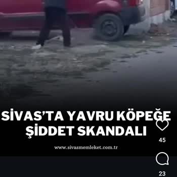 Adalet Bakanlığı Hayvana Şiddete Sessiz Kalınmasın, Adalet Yerini Bulsun