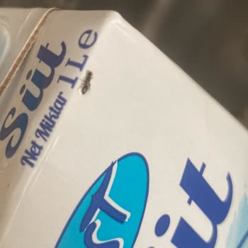 Süt İçinden Canlı Böcek Çıktı, Şok Oldum!