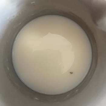 Süt İçinden Canlı Böcek Çıktı, Şok Oldum!