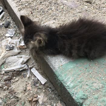 Sokak Kedilerine Yapılan İğneler Sonucu Ölüm: Sorumlular Araştırılsın