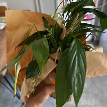 Canlı Çiçek Siparişim 6 Günde Ulaştı, Hediye Mahvoldu