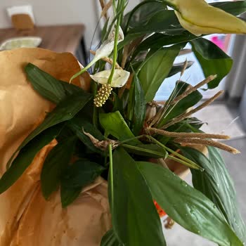 Canlı Çiçek Siparişim 6 Günde Ulaştı, Hediye Mahvoldu