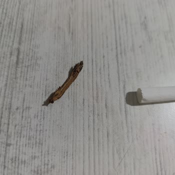 Winston Slender Blue Sigaralarda Uzun Tahtamsı Parça Sorunu