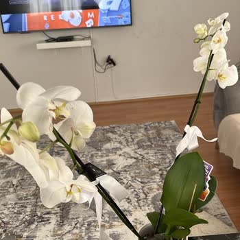 Kırık Orkide Teslimatı Ve Yetersiz Müşteri Hizmetleri Deneyimi