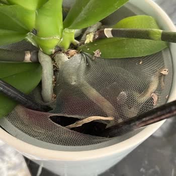 Kırık Orkide Teslimatı Ve Yetersiz Müşteri Hizmetleri Deneyimi