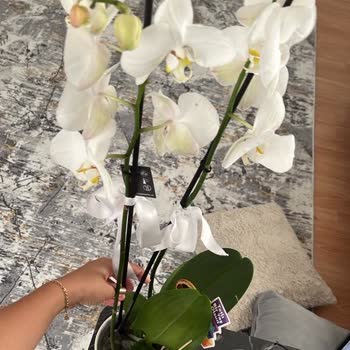 Kırık Orkide Teslimatı Ve Yetersiz Müşteri Hizmetleri Deneyimi