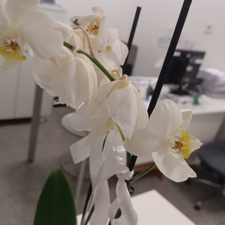 Solmuş Orkide Teslimatı Ve Yetersiz Müşteri Hizmeti Mağduriyeti