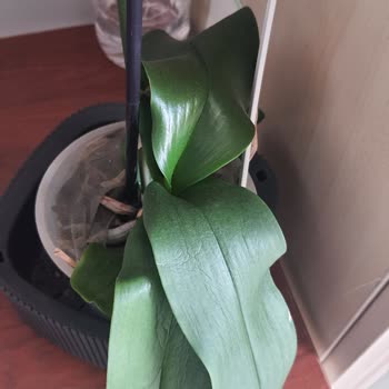 Çiçekler Solmuş Ve Teslimat Sorumluluğu Alınmadı