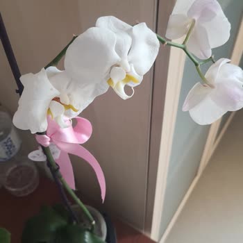 Çiçekler Solmuş Ve Teslimat Sorumluluğu Alınmadı