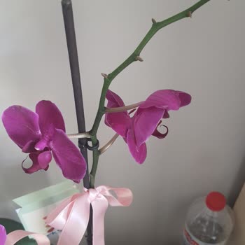 Çiçekler Solmuş Ve Teslimat Sorumluluğu Alınmadı